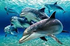 Cá voi và dơi có điểm chung