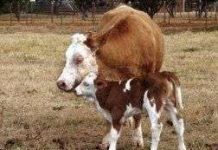 Bò ăn gà Bò ăn gà