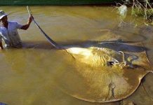 Tiểu vùng Mekong tập trung tăng trưởng xanh