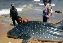 Cá mập voi 1,5 tấn sa lưới ngư dân Trung Quốc