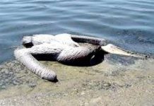 Mỹ: Chim và động vật biển ngộ độc hàng loạt Mỹ: Chim và động vật biển ngộ độc hàng loạt