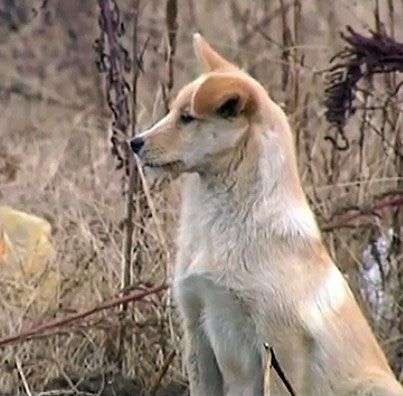 eg3CKI_537765_chamecuacon_trung-quoc-cam-dong-chu-cho-nam-ly-ben-mo-chu_trung-quoc-cam-dong-chu-cho-nam-ly-ben-mo-chu