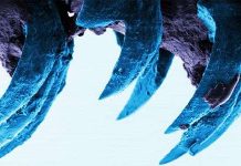 Răng sên biển có thể là vật liệu sinh học cứng nhất thế giới Răng sên biển có thể là vật liệu sinh học cứng nhất thế giới