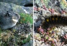 Sâu bướm và pika cùng chia sẻ nguồn thức ăn khan hiếm tại Bắc Cực