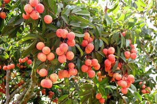 Công nghệ CAS nâng cao giá trị vải thiều Bắc Giang