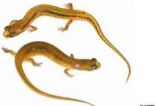 Phát hiện loài giông kỳ lạ ở Mỹ Phát hiện loài giông kỳ lạ ở Mỹ