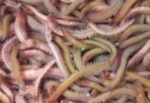 Sinh sản hữu tính - điểm độc đáo của loài rươi