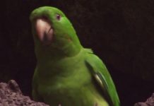 Video: Vẹt con học bay trên miệng núi lửa còn hoạt động