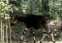 Tái phát hiện sinh vật hiếm giống hươu cao cổ ở Congo