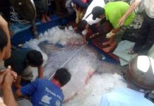 Nghệ An: Bắt được cá Mặt trăng khổng lồ 400kg