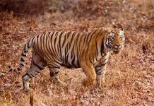 Những kẻ săn tình khét tiếng nơi hoang dã Số hổ ở Ấn Độ tăng 20% trong 4 năm qua
