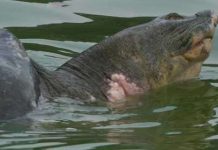 Tám đề xuất của “nhà rùa học”