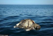 Bí ẩn hàng trăm con rùa biển chết nổi lềnh phềnh trên Thái Bình Dương Bí ẩn hàng trăm con rùa biển chết nổi lềnh phềnh trên Thái Bình Dương