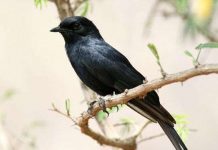 Chim cũng biết “bảo kê”