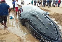 Giải cứu cá voi lưng gù 7 tấn mắc cạn trên bãi biển Brazil