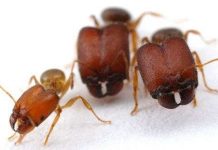 Tạo ra loài kiến giống quái vật