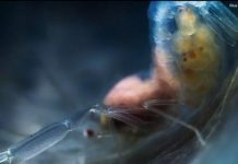 Đôi tôm bị cầm tù cả đời trong chiếc lồng bảo vệ Đôi tôm bị cầm tù cả đời trong chiếc lồng bảo vệ