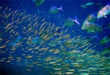 Giác quan thứ sáu của loài cá