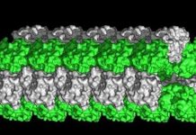 Em bé được tạo ra như thế nào?