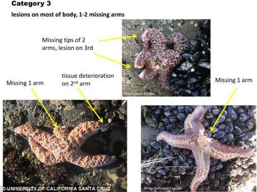 Kỳ lạ: Sao biển phát nổ hàng loạt tại Mỹ