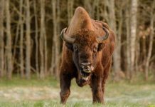 Cảnh sát Đức bắn chết bò quý hiếm 250 năm thấy 1 lần Cảnh sát Đức bắn chết bò quý hiếm 250 năm thấy 1 lần