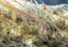 Phát hiện giun thây ma kỳ dị