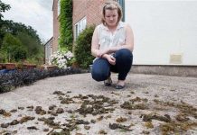 Kỳ lạ mưa rong biển