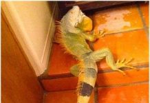 Kỳ nhông có 8 đuôi