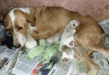 Chó chào đời với bộ lông màu xanh