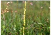 Cây phong lan có mùi chân thối Cây phong lan có mùi chân thối