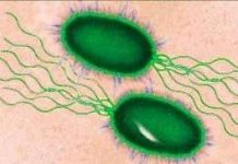 Động cơ chế tạo từ vi khuẩn