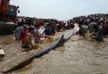 Cứu cá voi dài 14m mắc cạn ở biển Nghệ An