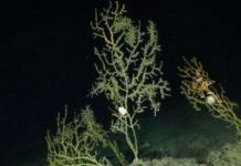 Vụ tràn dầu Deepwater Horizon ảnh hưởng lớn tới quần thể san hô