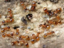 Nhóm kiến có nhiệm vụ đẻ trứng nuôi đồng loại