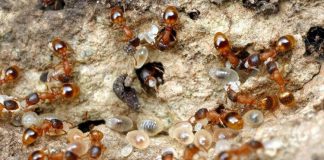 Nhóm kiến có nhiệm vụ đẻ trứng nuôi đồng loại