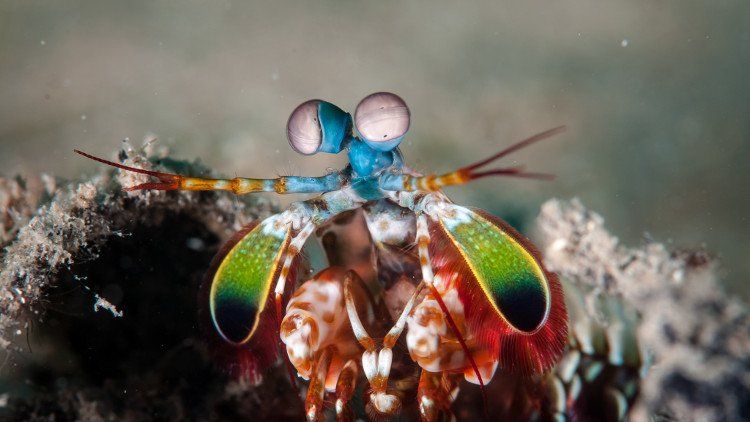 Dài 10cm và sống dưới đại dương, sinh vật này có thể thay đổi cả thế giới