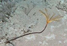 Đấu giá quyền đặt tên hoa biển