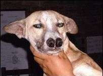 Chó 2 mũi ở Bolivia