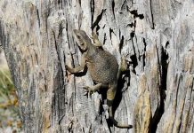 Tuyệt chiêu trốn nóng của động vật trên sa mạc