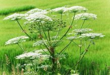 Phát hiện loài hoa tuyệt đẹp nhưng có thể gây mù mắt ở người