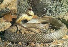 Tìm hiểu loài rắn độc thứ hai thế giới Tìm hiểu loài rắn độc thứ hai thế giới