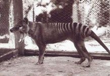 Hổ Tasmania tuyệt chủng do lỗi của con người Hổ Tasmania tuyệt chủng do lỗi của con người