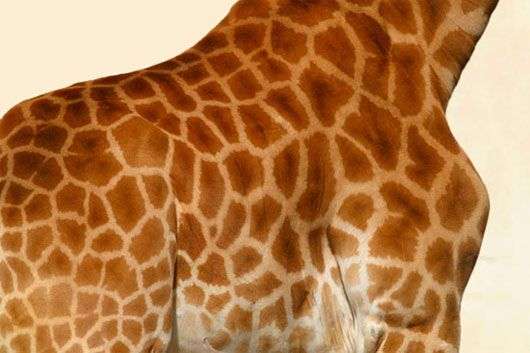 10 loài động vật có lớp da vô cùng đặc biệt
