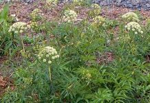 Những cây độc gây chết người đáng sợ nhất