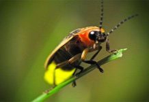 Lý giải khả năng phát sáng trong đêm của đom đóm