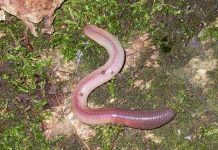 Nguyên nhân giun đất xuất hiện sau mưa Nguyên nhân giun đất xuất hiện sau mưa