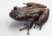 Phát hiện hai loài ếch mới ở Việt Nam