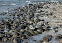 Xe tăng thời tiền sử bò tung tăng dưới biển?