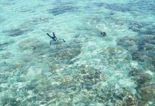 San hô “ăn nhựa” tăng thêm lo ngại môi trường