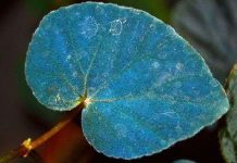 Vì sao một số loài cây có lá màu xanh lam?